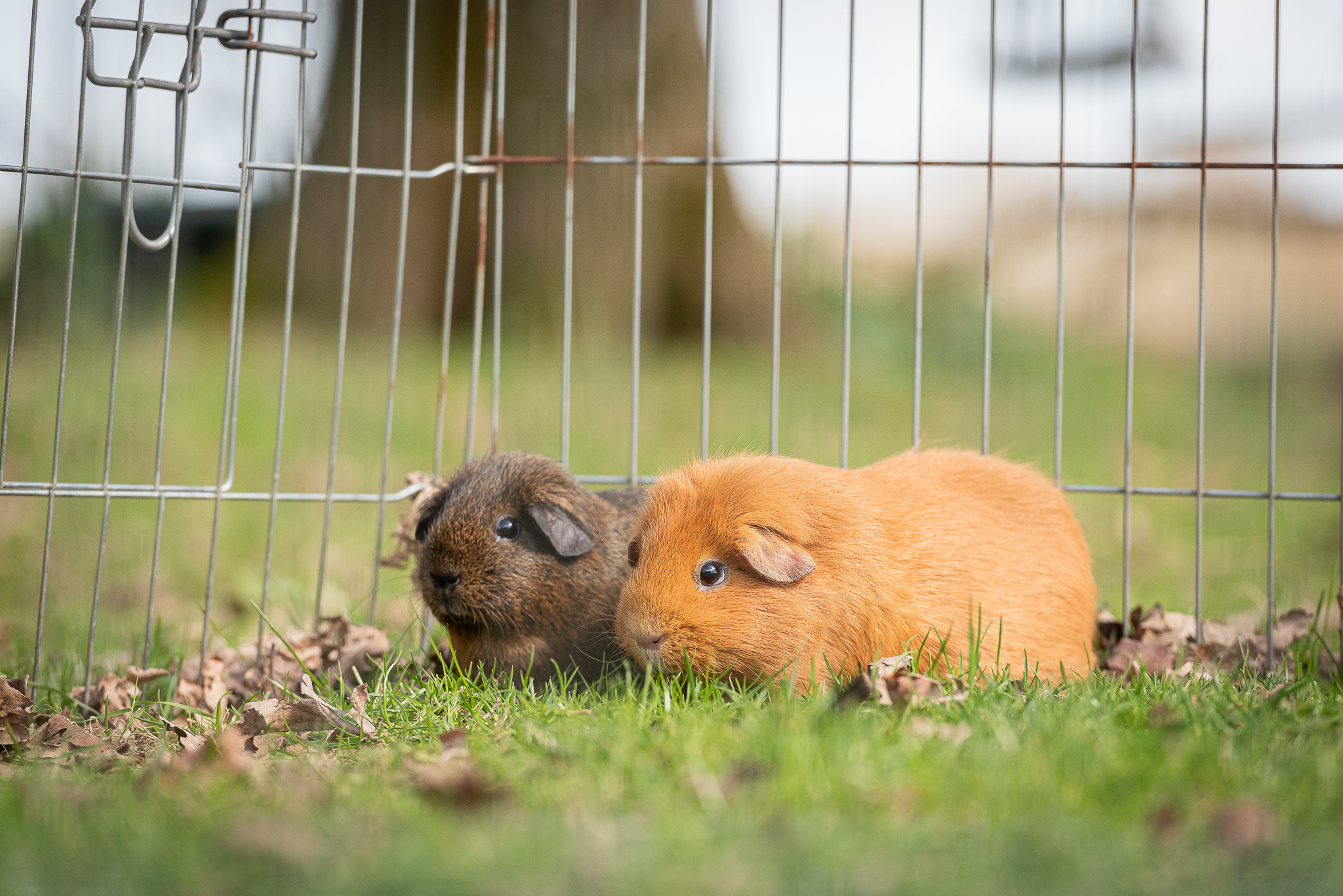 Cochons d'inde poils lisses